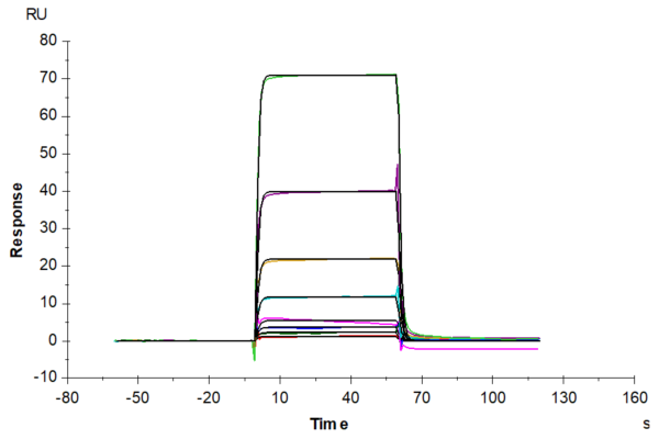 SPR with Rat CD28 Protein 2098