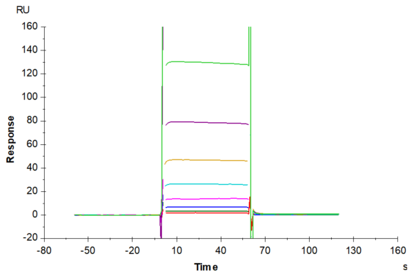 SPR with Biotinylated Human Fc gamma RIIIB/CD16b (NA1) Protein 2131