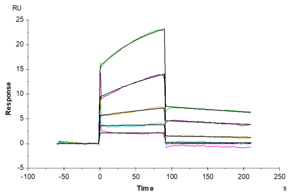 SPR with Biotinylated Human ASGR1 Protein 2144