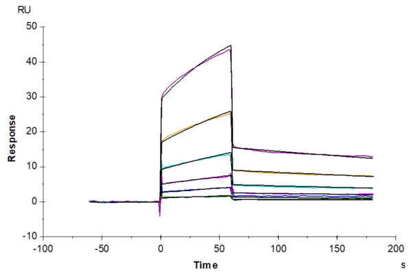 SPR with Biotinylated Mouse Fc gamma RIII/CD16 Protein 2171