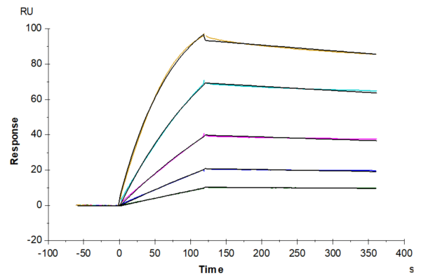 SPR with Mouse IL-1 alpha/IL-1A Protein 2177