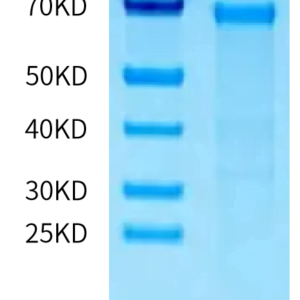 SDS-PAGE gel of Human PTP alpha/PTPRA Protein 2226