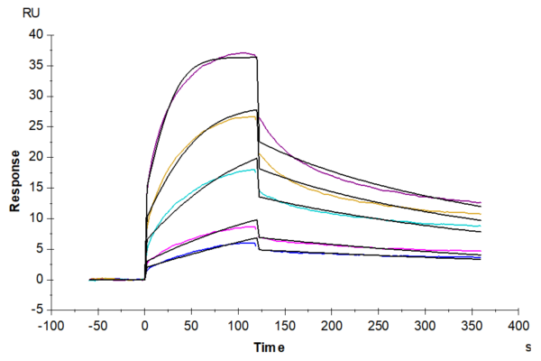 SPR with Human ROR1 Protein 2227