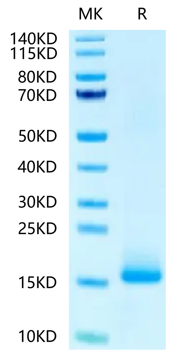 SDS-PAGE gel of Biotinylated Human LY6G6D Protein 2234