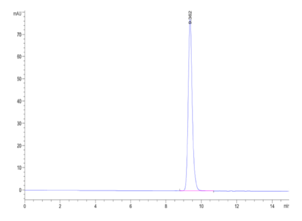HPLC of Human HLA-A*02:01&B2M&CMV pp65 (NLVPMVATV) Monomer Protein 2245