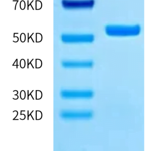 SDS-PAGE gel of Human ITK Protein 2259