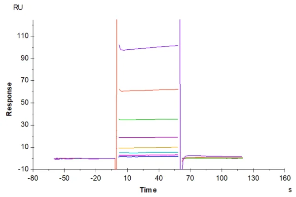 SPR with Human IL-1F10/IL-38?Protein 2295