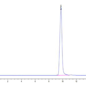 HPLC of Human HLA-A*11:01&B2M&KRAS G12V (VVVGAVGVGK) Monomer Protein 2304