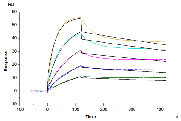 SPR with Biotinylated Mouse FcRn Protein 2307