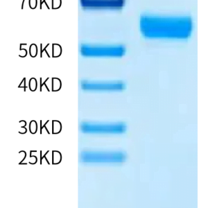 SDS-PAGE gel of Human Osteomodulin Protein 2323