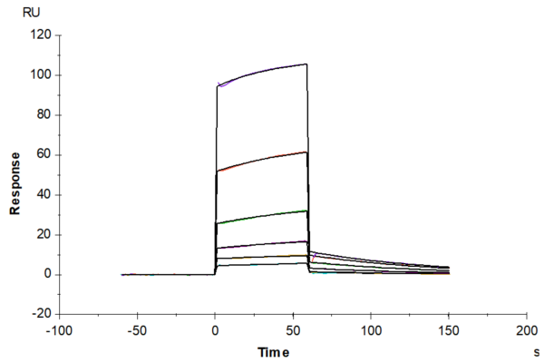 SPR with Rat PLAU/uPA Protein 2339