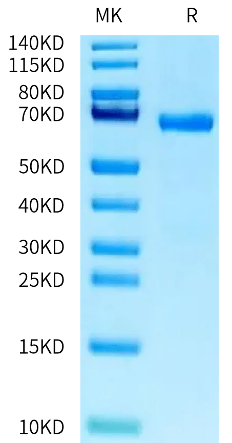 SDS-PAGE gel of Human ABO Protein 2346