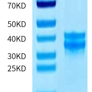 SDS-PAGE gel of Human PBK/TOPK Protein 2350