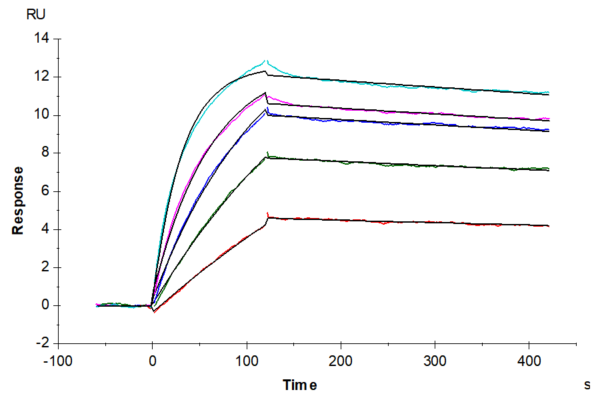 SPR with Mouse TNFSF12/TWEAK Protein 2351