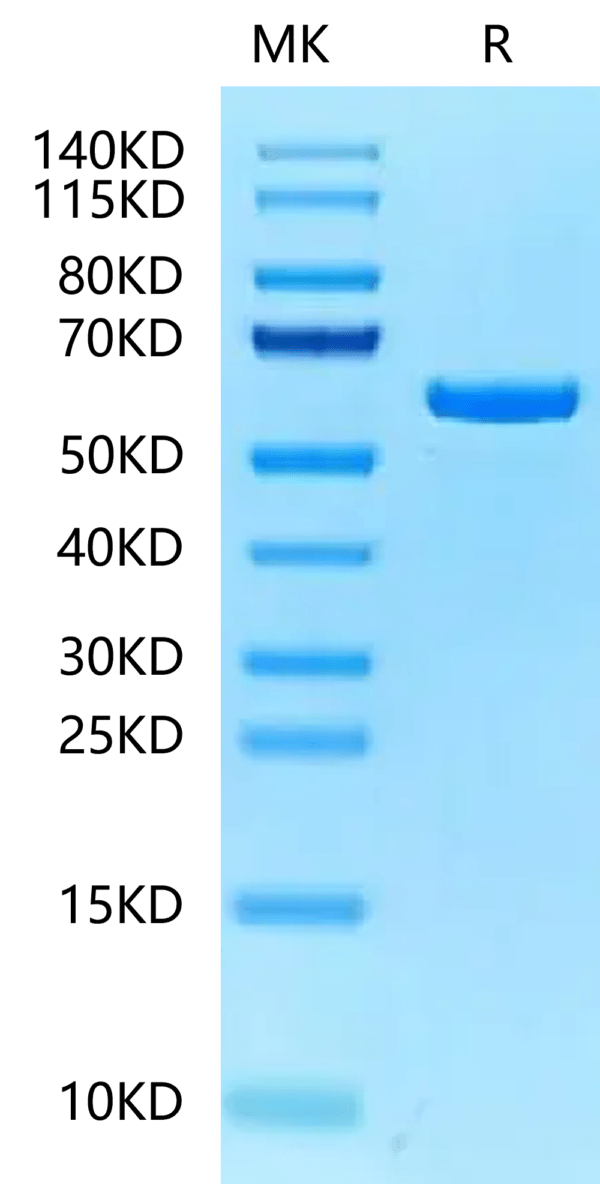 SDS-PAGE gel of Mouse P4HB Protein 2355