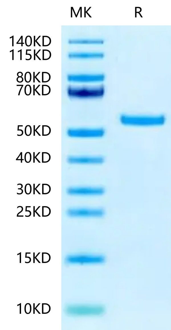 SDS-PAGE gel of Biotinylated Human Peptide Ready HLA-G&B2M Monomer?Prot 2356