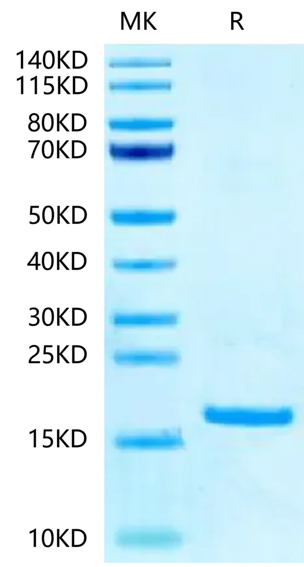 SDS-PAGE gel of Ferret TNF alpha?Protein 2364