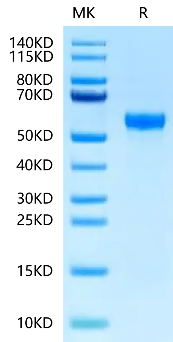 SDS-PAGE gel of Rat Serpina3n Protein 2368