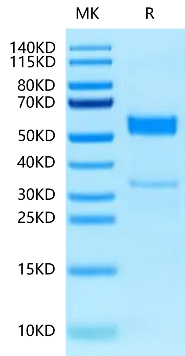 SDS-PAGE gel of Human CLEC2B Protein 2369