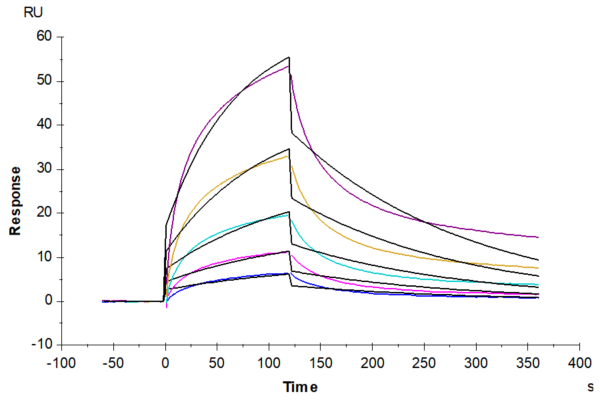 SPR with Rat PDGF R beta/CD140b Protein 2370