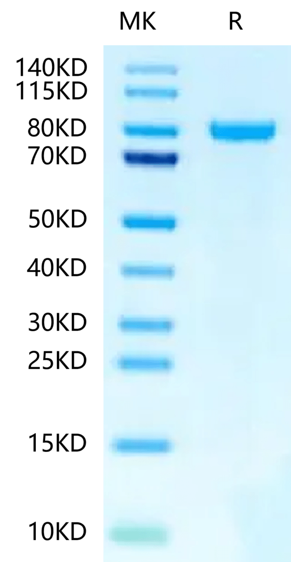 SDS-PAGE gel of Human N Cadherin?Protein 2374