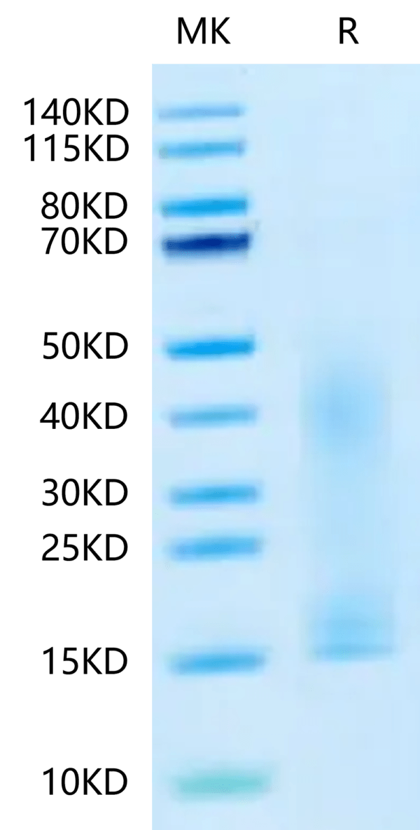 SDS-PAGE gel of Canine PDGFA Protein 2379