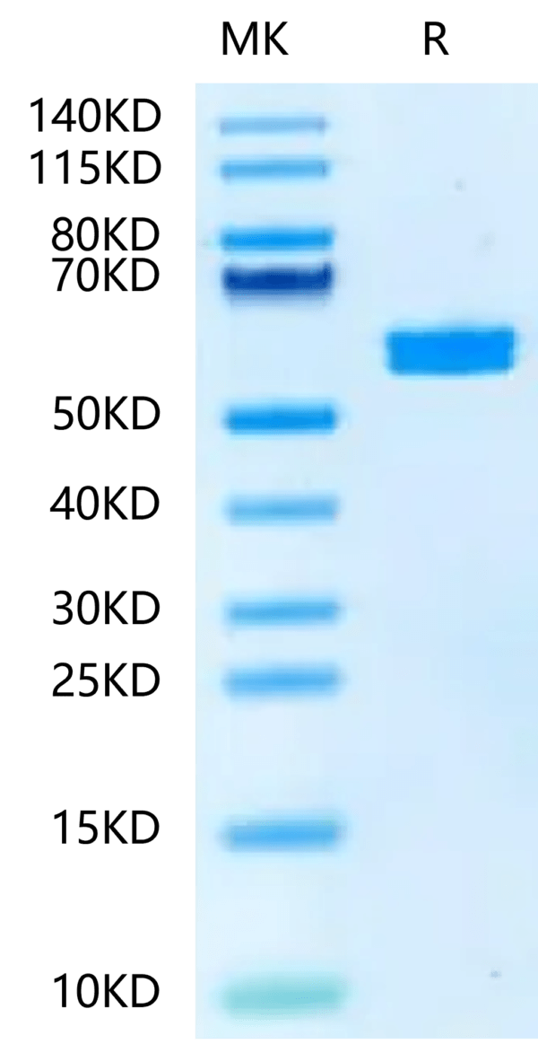 SDS-PAGE gel of Mouse PKM2?Protein 2382