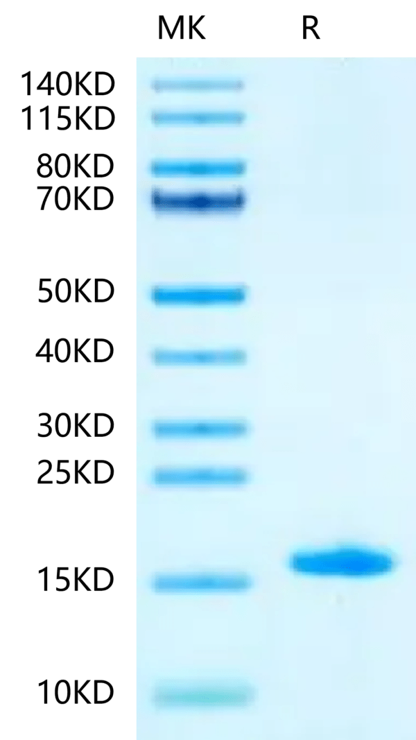 SDS-PAGE gel of Mouse LY6A?Protein 2384