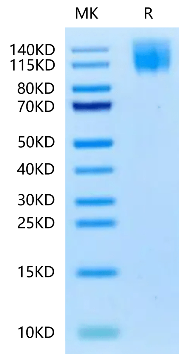 SDS-PAGE gel of Biotinylated Human CEACAM-5/CD66e Protein 2385