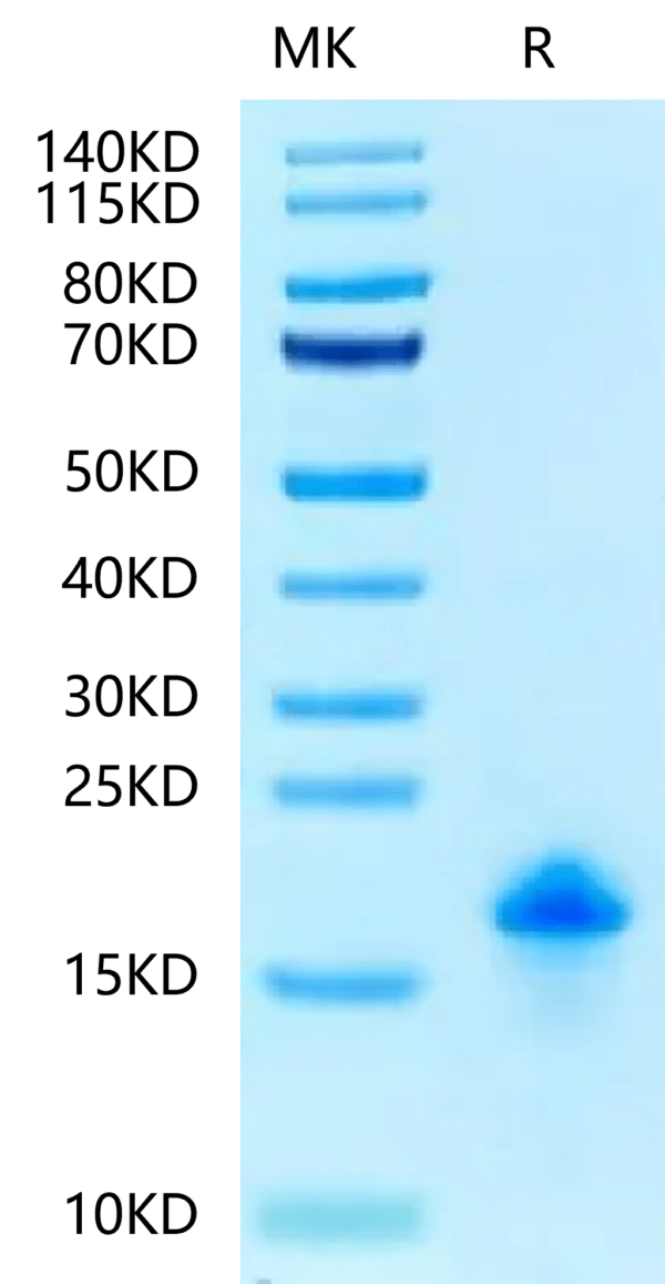 SDS-PAGE gel of Canine EGF?Protein 2389