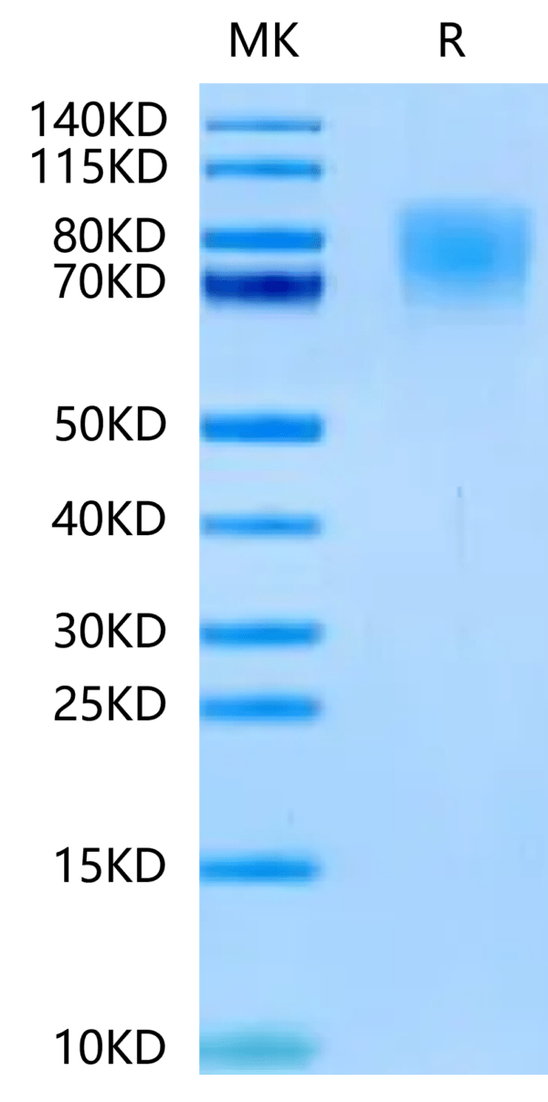 SDS-PAGE gel of Human TrkA?Protein 2392