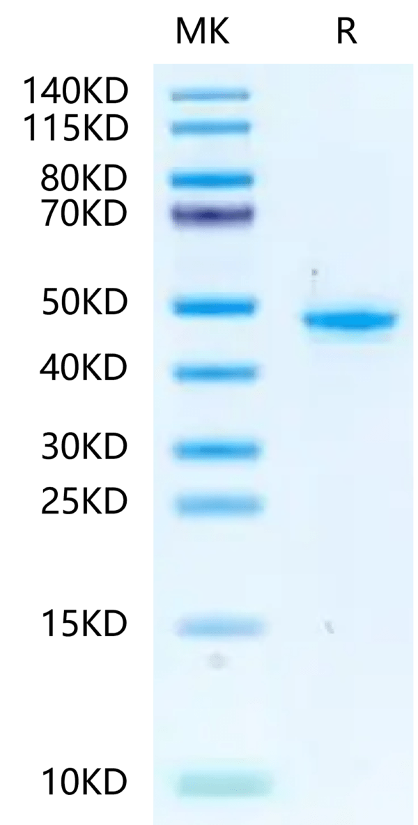 SDS-PAGE gel of Mouse PGK1 Protein 2395