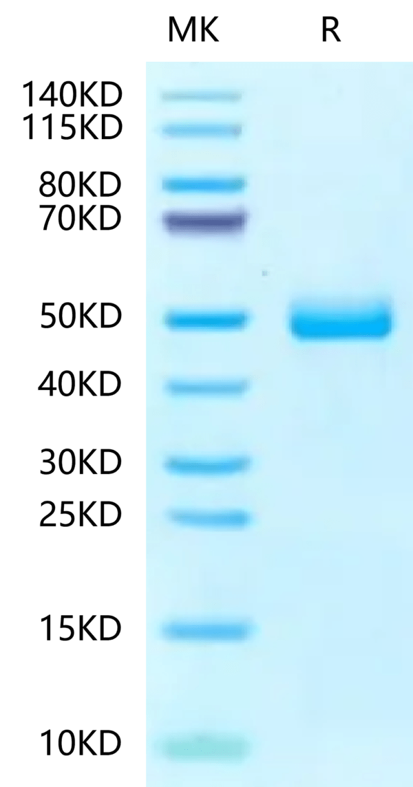 SDS-PAGE gel of Human Fibronectin (1266-1356) Protein 2400