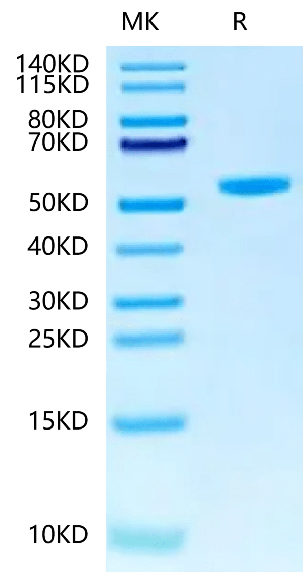 SDS-PAGE gel of Human Peptide Ready HLA-G&B2M Monomer?Protein 2406