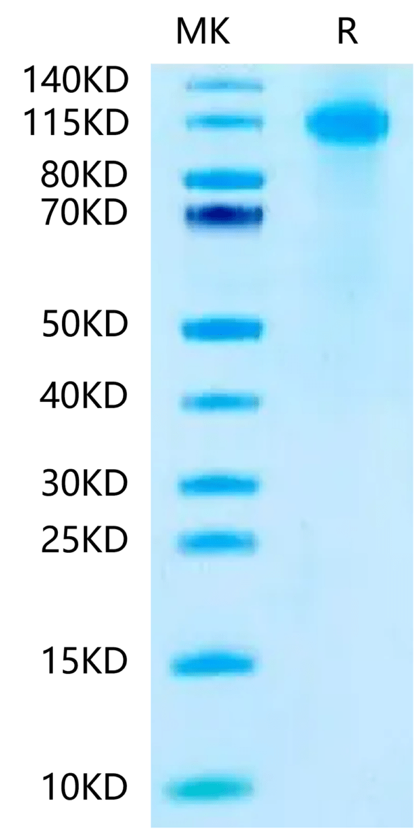 SDS-PAGE gel of Biotinylated Human FcRH5/FcRL5 Protein (Primary Amine L 2410