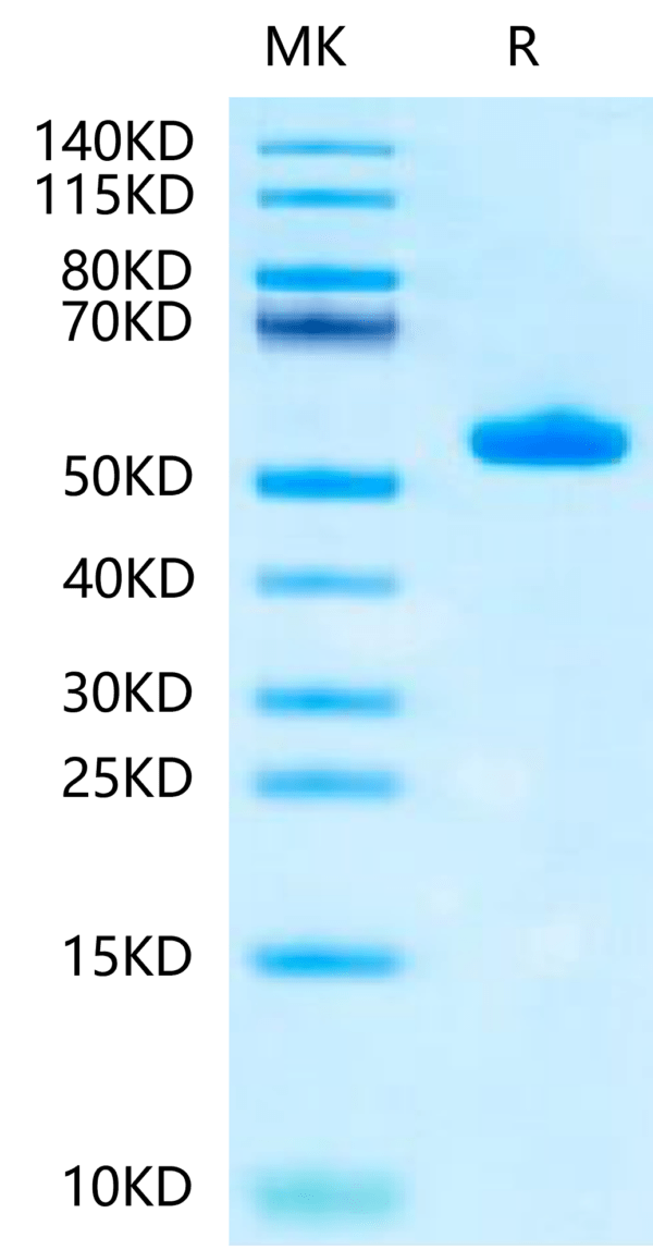 SDS-PAGE gel of Biotinylated Human Peptide Ready HLA-A*02:01&B2M Monome 2412