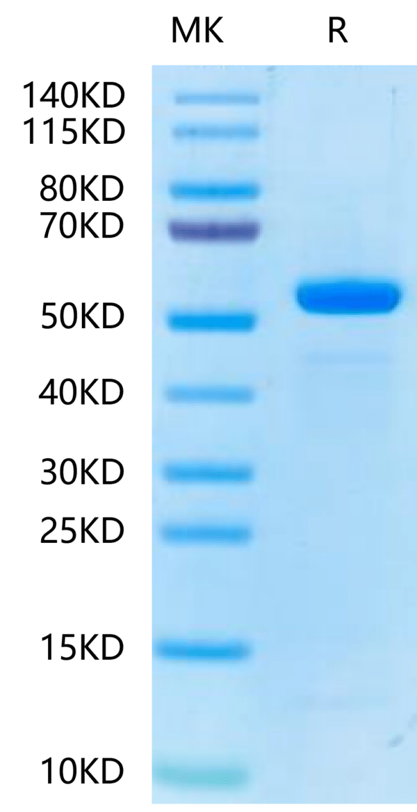 SDS-PAGE gel of Biotinylated Human Peptide Ready HLA-E*01:03&B2M Monome 2414