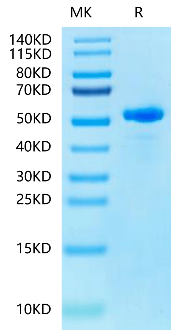 SDS-PAGE gel of Human Peptide Ready HLA-E*01:03&B2M Monomer?Protein 2415