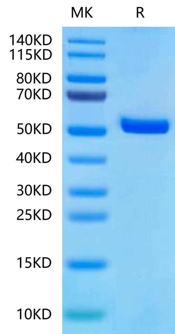 SDS-PAGE gel of Biotinylated Human Peptide Ready HLA-A*11:01&B2M Monome 2416