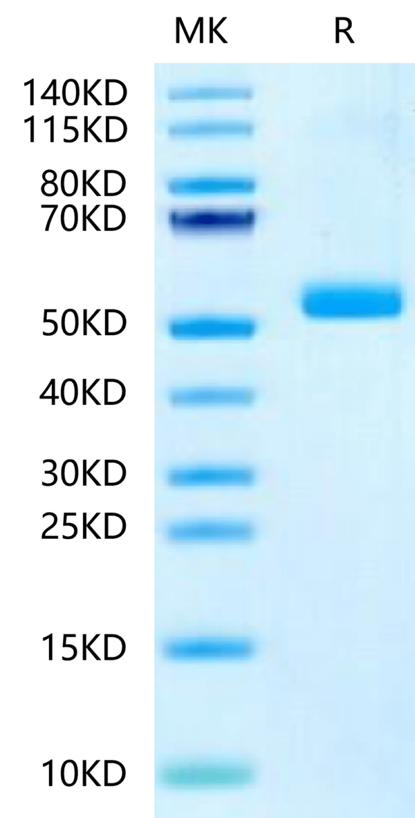 SDS-PAGE gel of Human IL-23 P19/IL-23A?Protein 2420