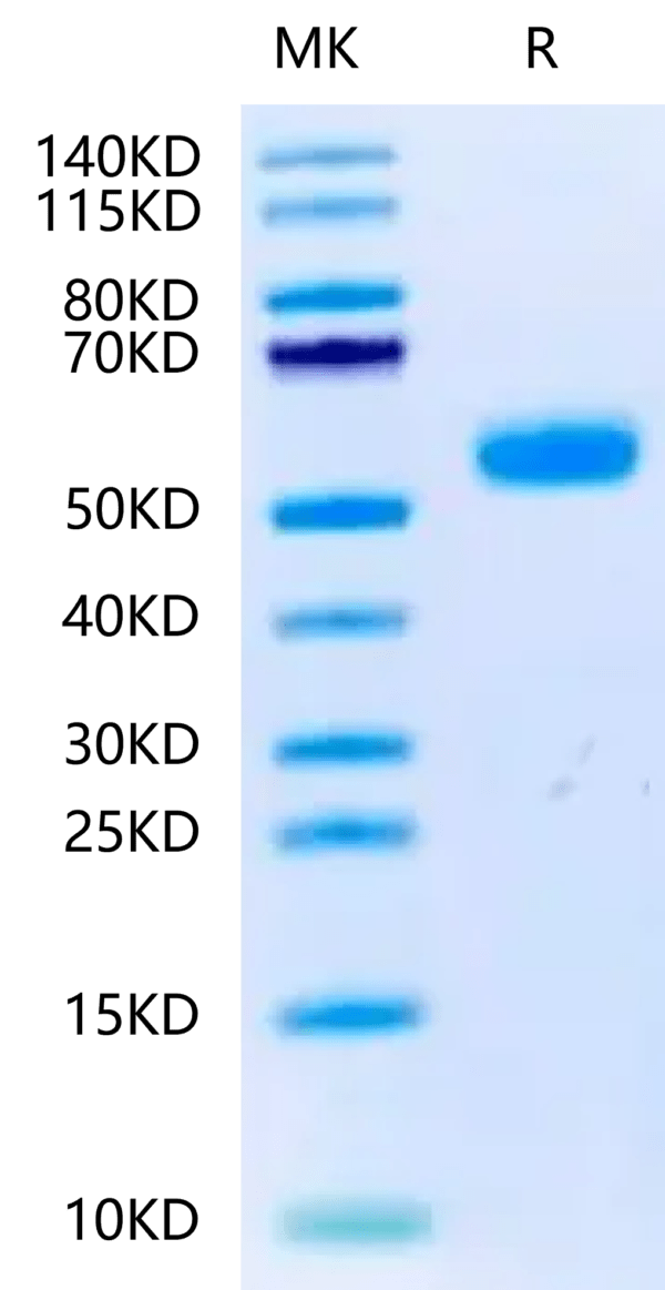 SDS-PAGE gel of Canine BMPR1A/ALK-3 Protein 2425