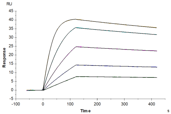 SPR with Rat IL-13Ra2 Protein 2429