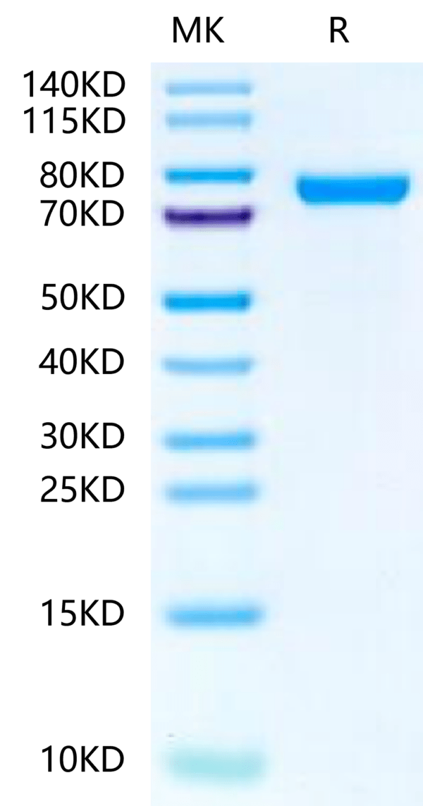 SDS-PAGE gel of Rat IL-13Ra2 Protein 2429