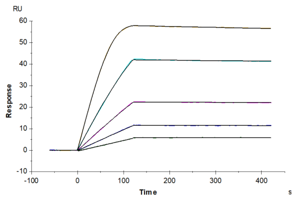 SPR with Mouse VEGF R3/FLT4 Protein 2430