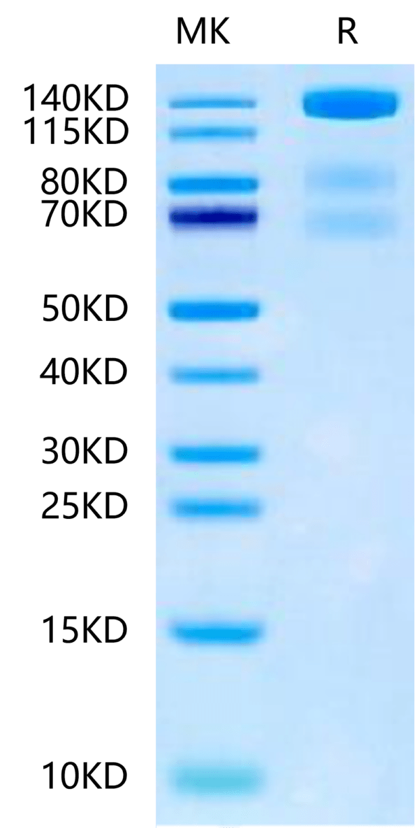 SDS-PAGE gel of Mouse VEGF R3/FLT4 Protein 2430