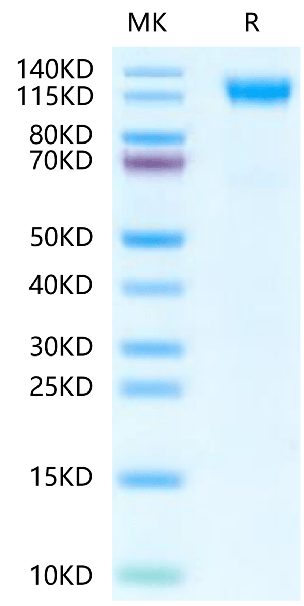 SDS-PAGE gel of Mouse CD45/PTPRC Protein 2434