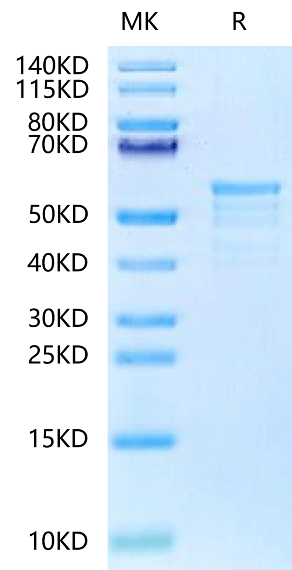 SDS-PAGE gel of Biotinylated Human CKAP4 Protein (Primary Amine Labelin 2437