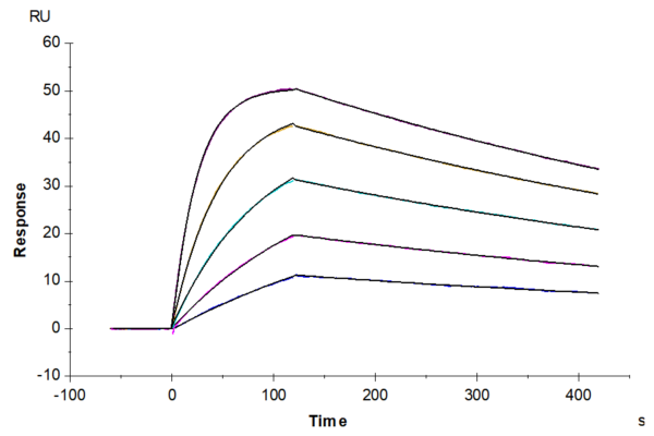 SPR with Human HLA-A*11:01&B2M&KRAS G12D (VVVGADGVGK) Monomer Protein 2442