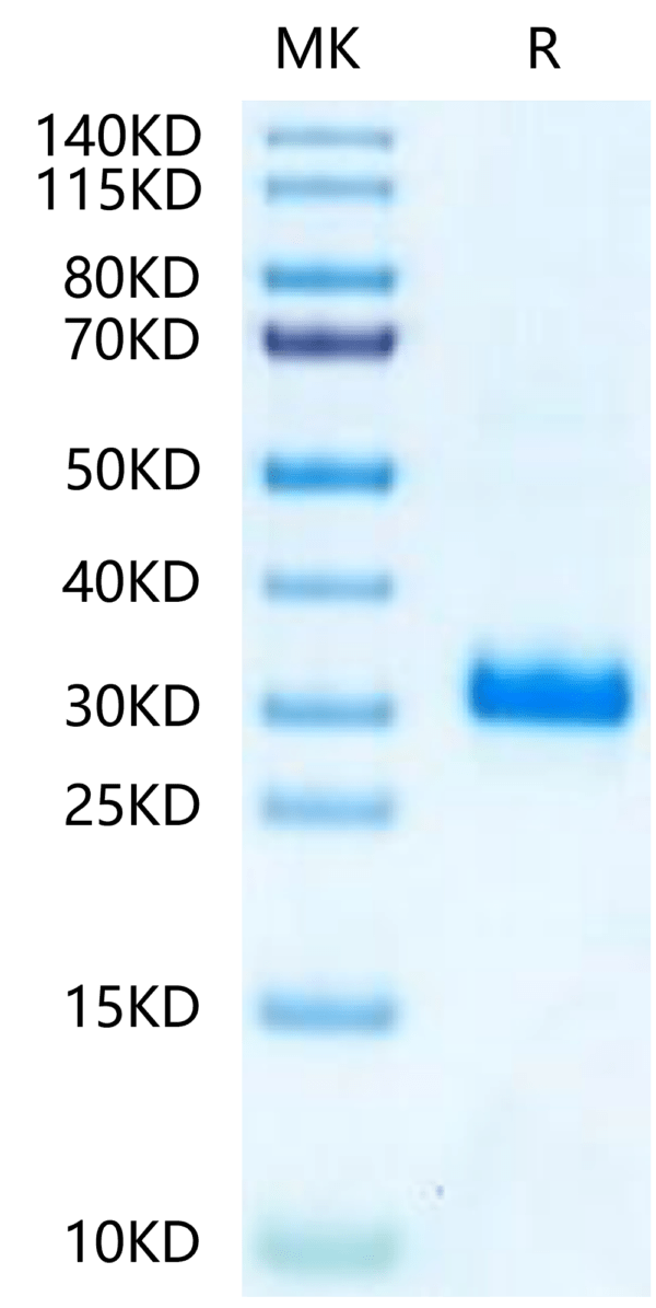 SDS-PAGE gel of Mouse Noggin Protein 2443