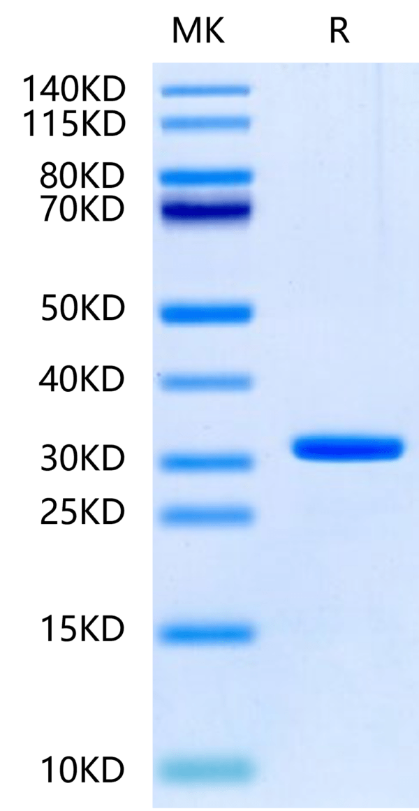 SDS-PAGE gel of Human UBASH3B/STS1?Protein 2445